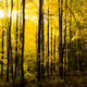 Image for article titled 48 Photos Of Autumn Around The World